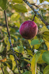 A ripe bright red apple in the garden on a branch