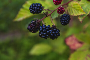 On a background of green leaves, blackberries that are ripe and turning red