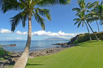 vacation, Hawaii, plants, island, flower, sun, tropical, ocean, beach, palm trees, resorts