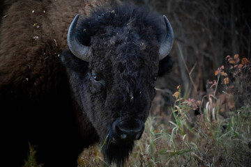 Fototapeta premium buffalo in the field