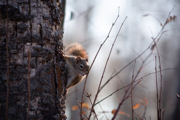 squirrel on the tree