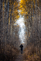 Fototapeta premium hiking in the woods