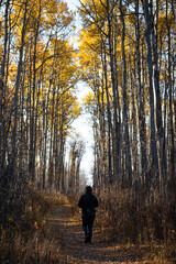 Fototapeta premium walk in the woods