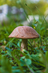 Edible mushrooms in the forest in summer mushroom grows among the grass