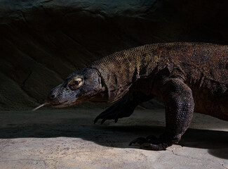 komodo dragon