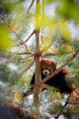 red panda in the tree