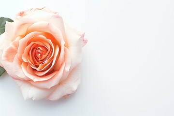 Single Rose on Clean Solid Background