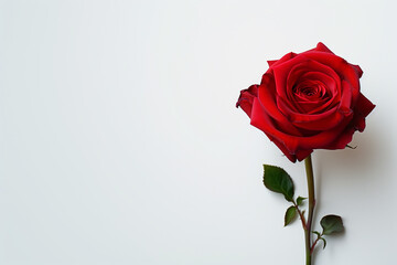 Fototapeta premium Single Rose on Clean Solid Background