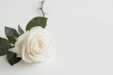 Single Rose on Clean Solid Background