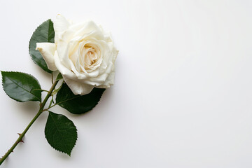 Fototapeta premium Single Rose on Clean Solid Background