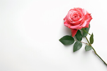 Fototapeta premium Single Rose on Clean Solid Background