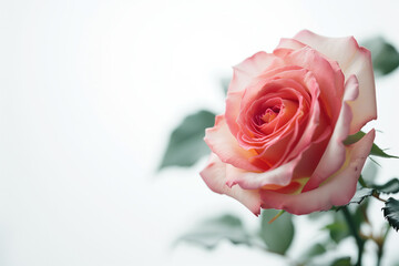 Fototapeta premium Single Rose on Clean Solid Background