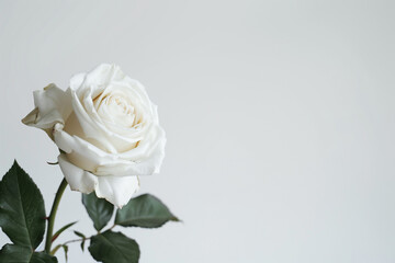 Fototapeta premium Single Rose on Clean Solid Background