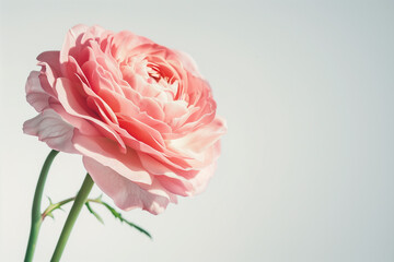Single Rose on Clean Solid Background