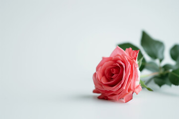 Fototapeta premium Single Rose on Clean Solid Background