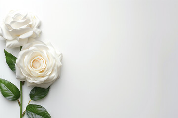 Single Rose on Clean Solid Background