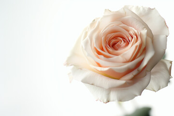 Single Rose on Clean Solid Background