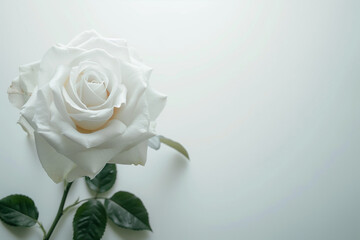 Single Rose on Clean Solid Background