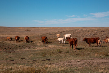 herd of cows