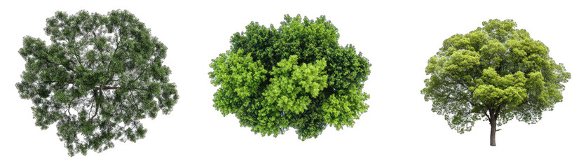 Fototapeta premium Urban Tree Canopies With Mixed Variety From Top View, Side View, and Close. Up. Isolated on a Transparent Background. Cutout PNG.