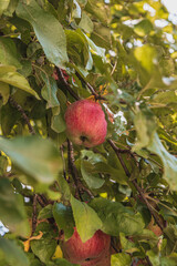 A red ripe apple on a branch between leaves on an apple tree
