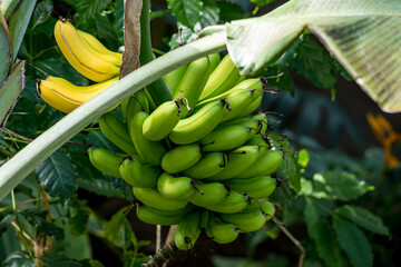 バナナの木に実るバナナ