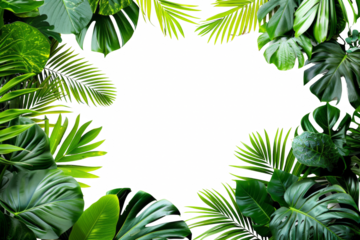 A green leafy plant with a white background