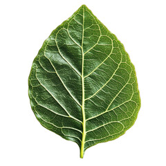 Obraz premium Green Foliage Leaf - Macro Shot Showcasing Texture and Detailed Veins for Stock Image Purposes. Urban Green Spaces. Isolated on a Transparent Background. Cutout PNG.