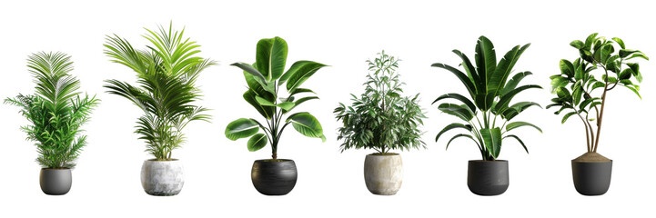 A row of potted plants with different sizes and shapes