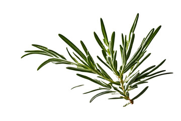 Fototapeta premium rosemary herb isolated on transparent background