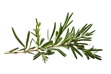 rosemary herb isolated on transparent background