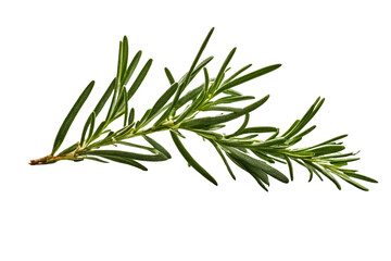 Fototapeta premium twig of rosemary isolated on transparent background
