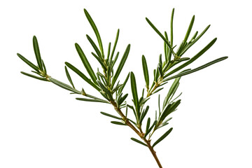 Naklejka premium rosemary herb isolated on transparent background