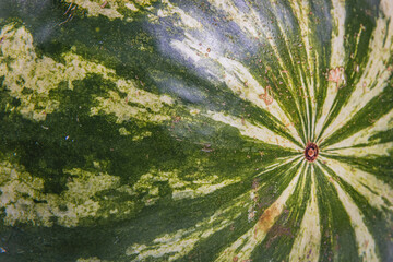 watermelon close up as background side view