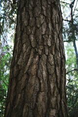 tree bark closeup with moss in the forest of Estonia