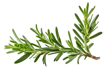 Fototapeta premium twig of rosemary isolated on transparent background