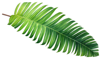 Obraz premium PNG Palm leaf painting plant tree white background.