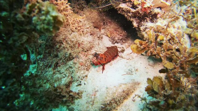 Coral reef, sea and nature with fish by underwater, swimming and tropical ecology with sustainable plants. Ocean, animals or natural seaweed with mantis shrimp in indonesia seabed or marine wildlife