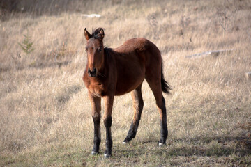 horse in the field