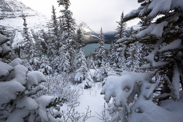 snow covered trees in the mountains