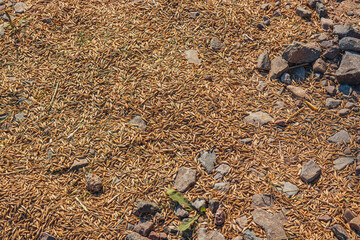 Spilled grain from the harvester on the road near the field