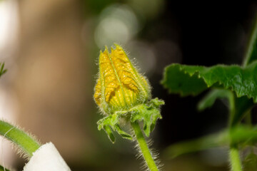 wax gourd flower
