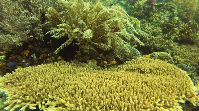 Coral reef, sea or environment for fish by underwater, swimming or tropical with sustainable plants. Ocean, animals or natural seaweed by three spot anglefish in indonesia seabed or marine wildlife