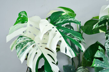 Monstera Albo or Monstera, Hurricane plant or Swiss cheese or bicolor Monstera or white leaf