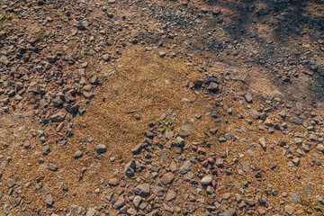 Lviv Ukraine Spilled grain from the harvester on the road near the field