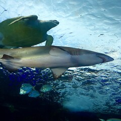 Turtle and Shark at Aquarium