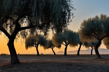 Stunning Weeping Willow and Olive Tree Silhouettes on a Sustainable Landscape
