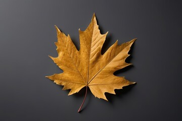 a single yellow maple leaf on a black background                            