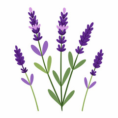 lavender flower vector, illustration of lavender flowers isolated on a white background