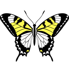 swallowtail butterfly vector, butterfly isolated on a white background